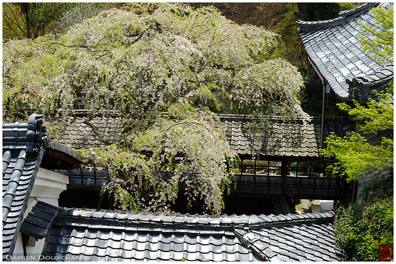 Sakura blooming over Jurin-ji temple's buildings, Kyoto, Japan