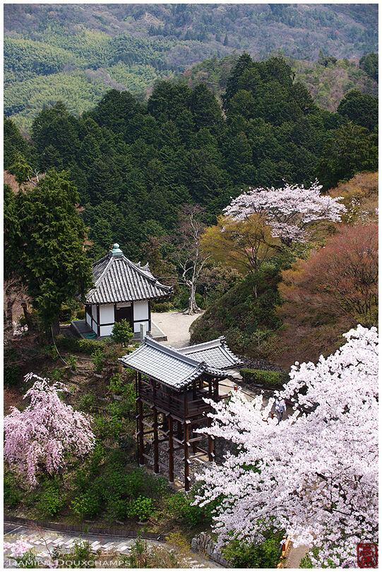 Cherry blossoms on the grounds of Yoshimine-dera temple, Kyoto, Japan