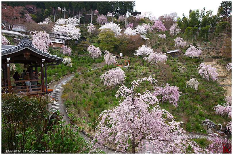 Hillside dotted with blooming sakura in Yoshimine-dera temple, Kyoto, Japan