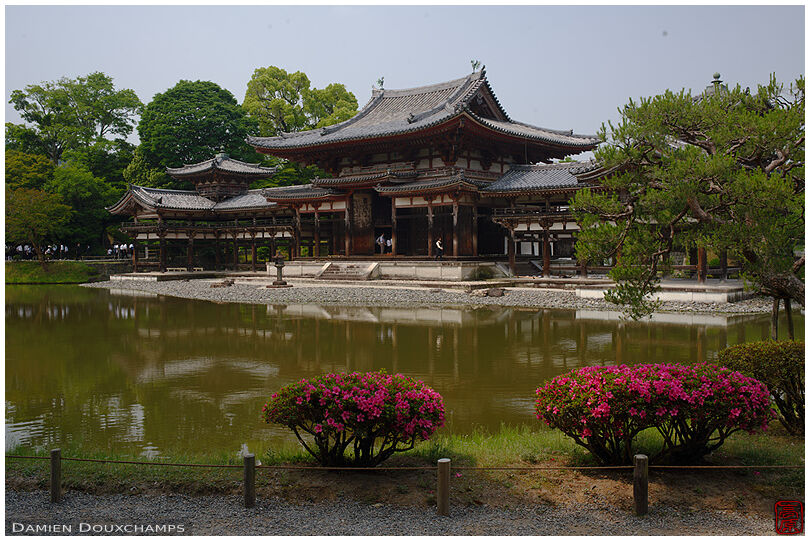 Azalea blooming on the grounds of Byodo-in temple, Kyoto, Japan