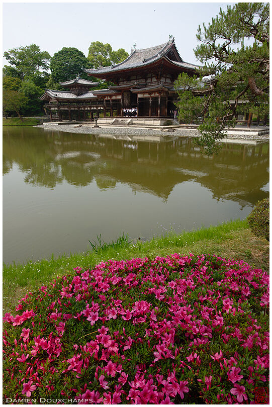 Satsuki rhododendron blooming on the edge of Byodo-in temple pond, Kyoto, Japan