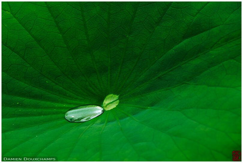 Bead of rain water trapped in a large lotus leaf, Mimuroto-ji temple, Kyoto, Japan