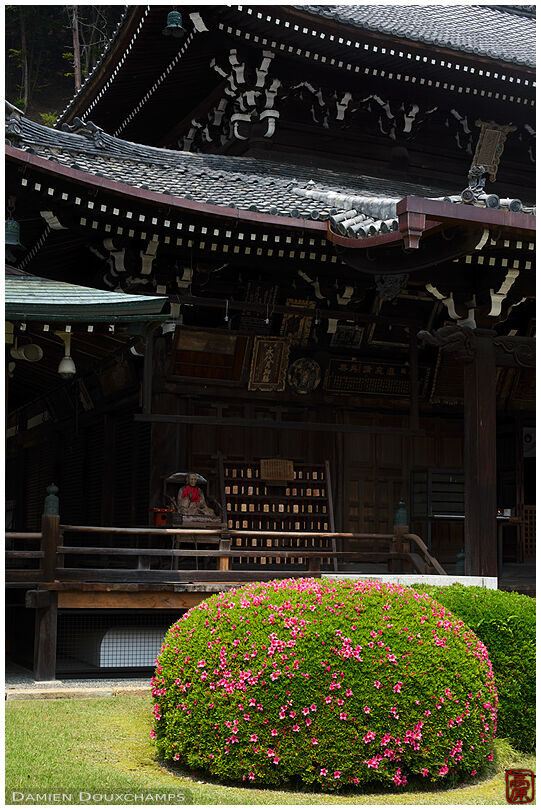 Satsuki azalea blooming in front of the main temple hall of Mimuroto-ji, Kyoto, Japan
