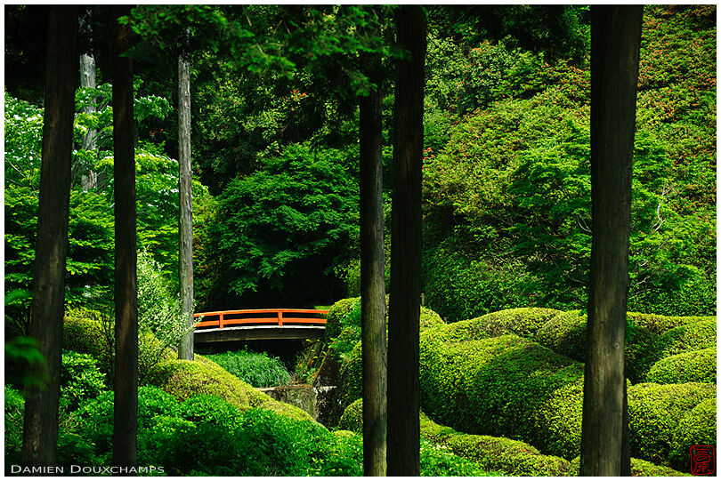 Lone red bridge in forest and garden, Mimuroto-ji temple, Kyoto, Japan