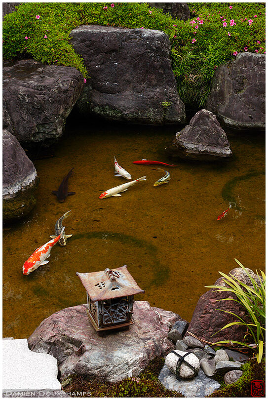 Koi carps in pond, Zuiko-in temple, Kyoto, Japan