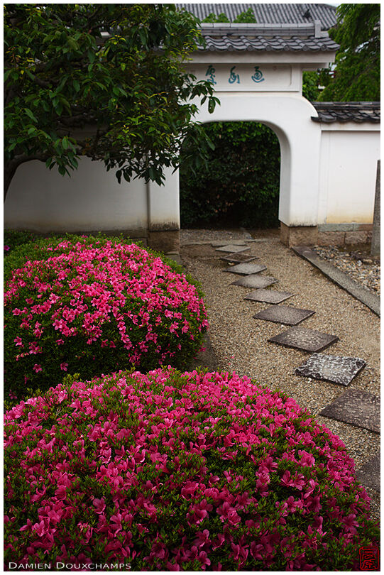 Azalea blooming next to cute little white gate on the grounds of Manpuku-ji temple, Kyoto, Japan