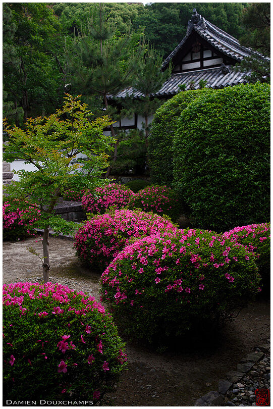 Satsuki rhododendron blooming in a corner of the large grounds of Manpuku-ji temple, Kyoto, Japan