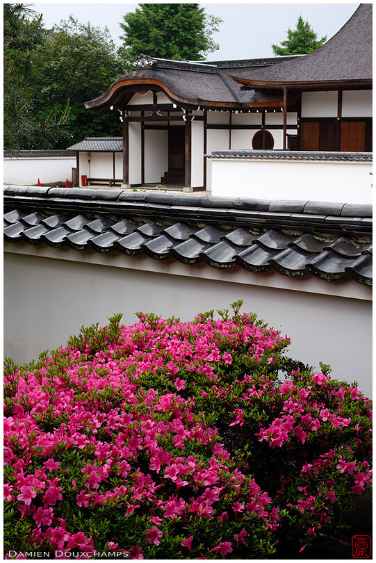 Blooming rhododendron and traditional temple architecture in Manpuku-ji temple, Kyoto, Japan