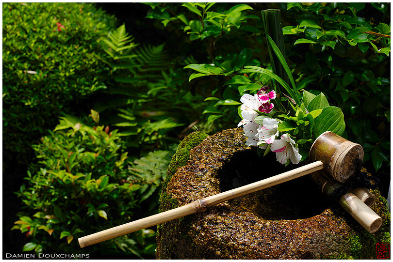 Tsukubai water basin with bamboo ladle and seasonal flowers, Funda-in temple, Kyoto, Japan