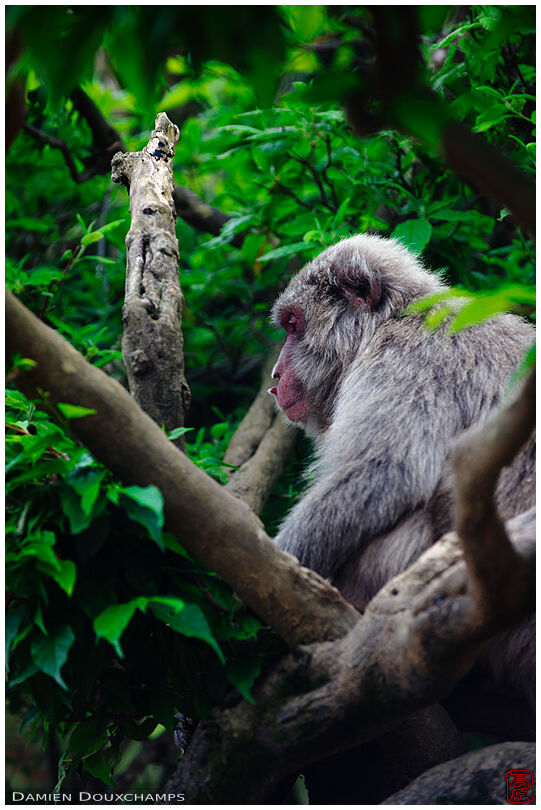 Japanese macaque in green tree in Arashiyama monkey park, Kyoto, Japan