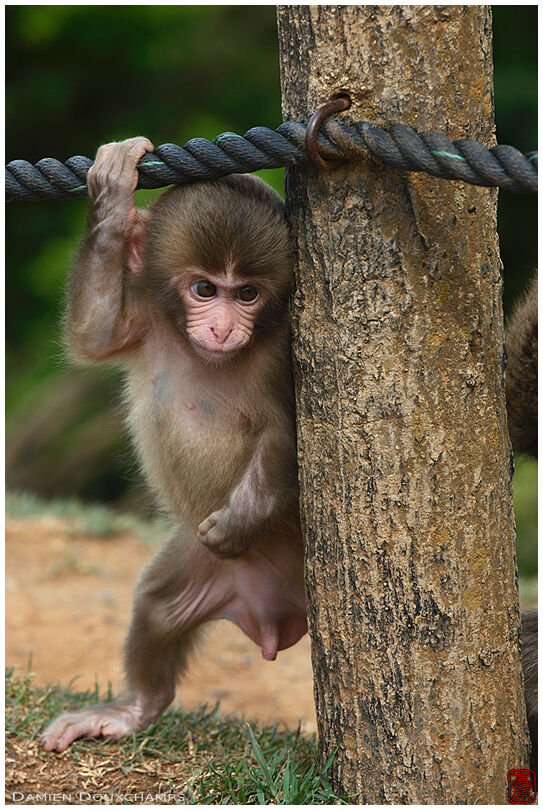 Juvenile monkey in the Arashiyama Monkey Park, Kyoto, Japan