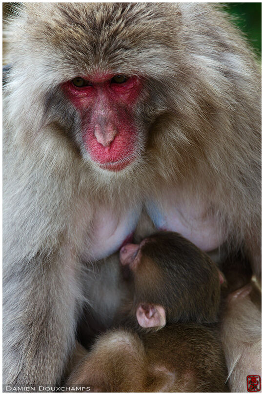 Female monkey and her cub in the Arashiyama Monkey Park, Kyoto, Japan