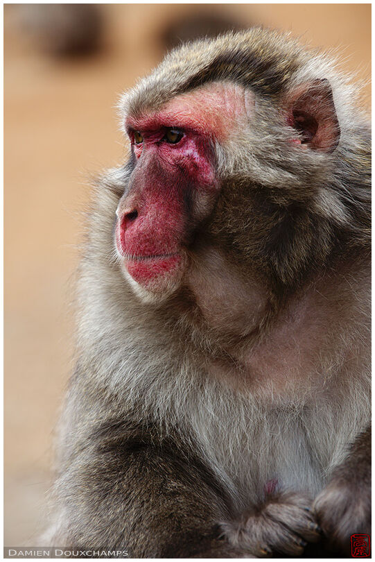 Red-faced monkey portrait, Kyoto, Japan