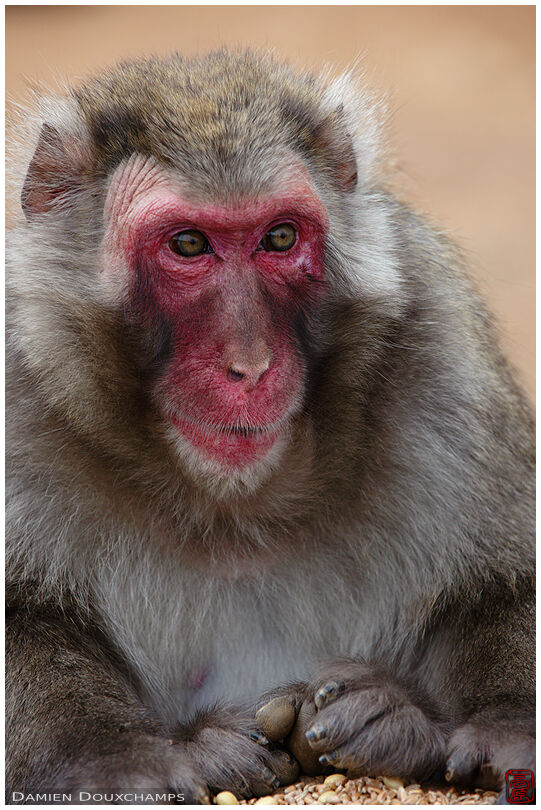 Japanese macaque, Arashiyama Monkey Park, Kyoto, Japan