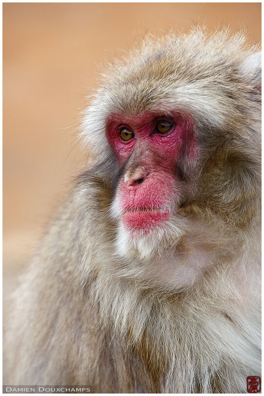 Portrait of a Japanese macaque, Kyoto, Japan