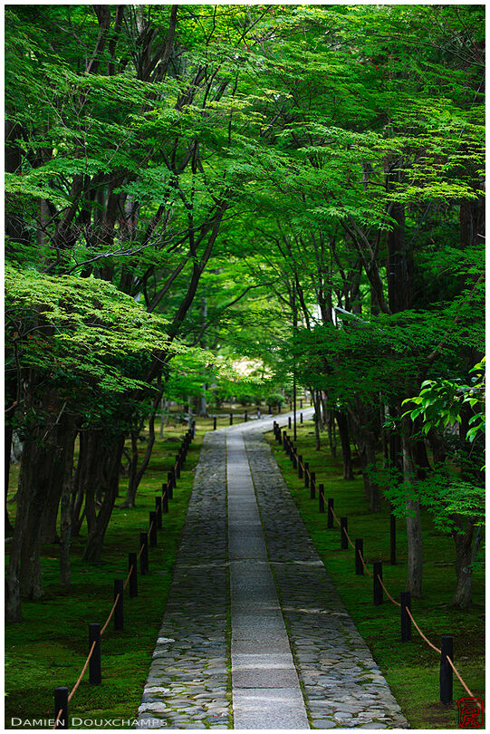Path through green maple forest in Rokuo-in temple, Kyoto, Japan