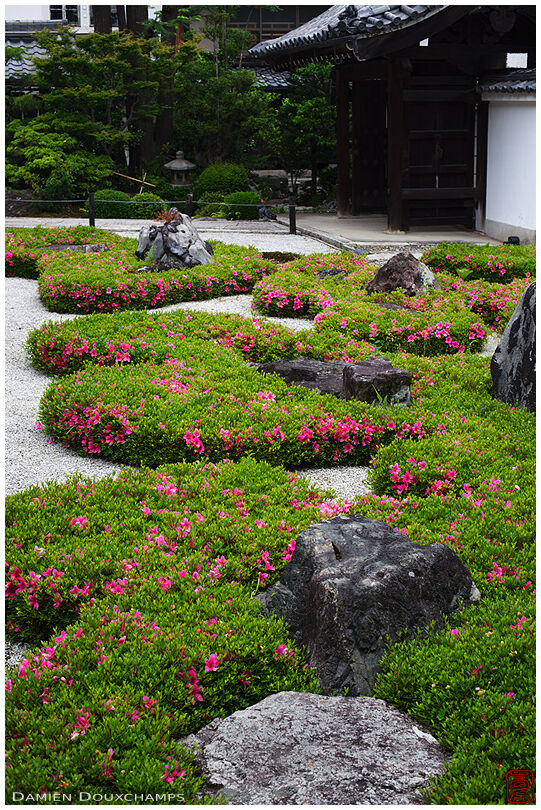 Satsuki rhododendron season in the zen garden of Shozen-ji temple, Kyoto, Japan