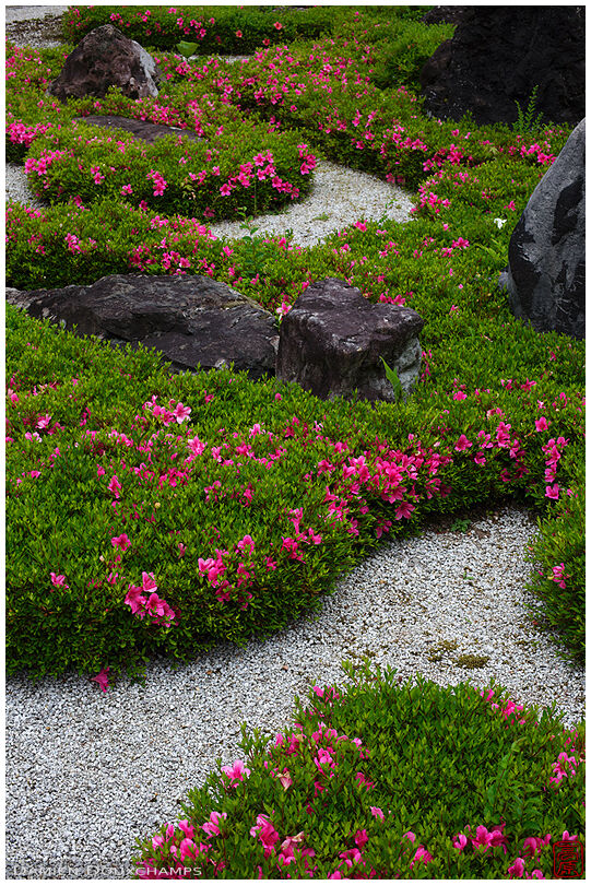 Satsuki rhododendrons blooming in the dry landscape garden of Shozen-ji temple, Kyoto, Japan