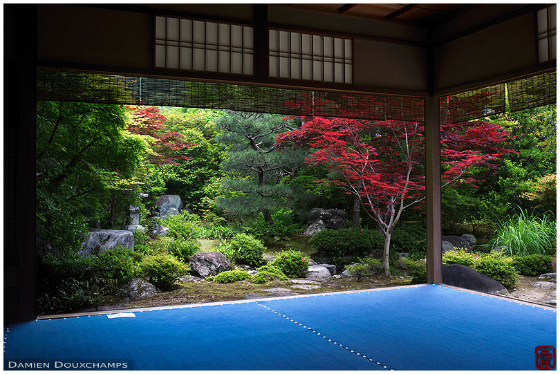 Red maple tree in the Nishimura villa garden, Kyoto, Japan