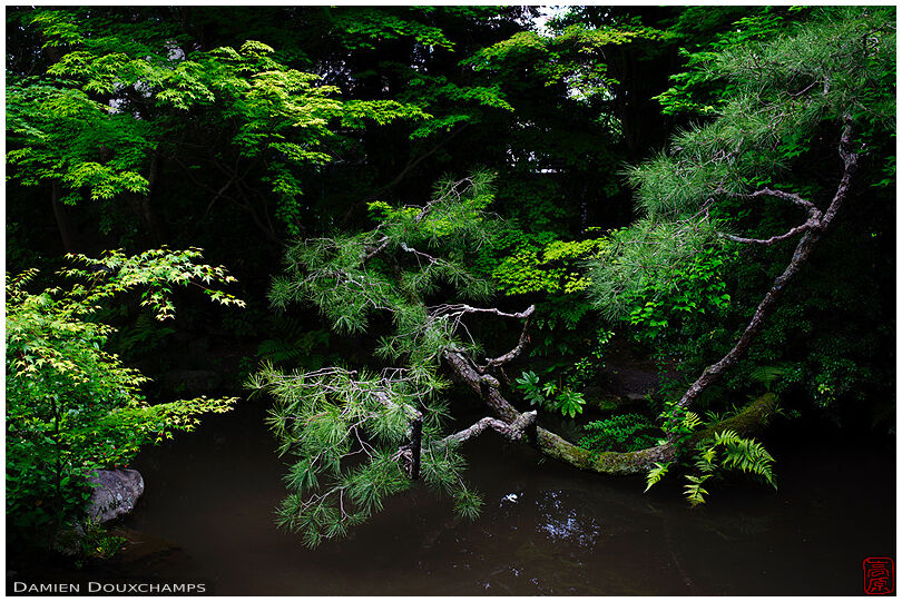 Green pine branch flying over a small pond in a darker corner of the Nishimura villa, Kyoto, Japan