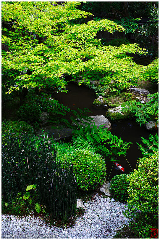 Koi carp hiding among green lush vegetation in a garden of Hosen-in temple, Kyoto, Japan