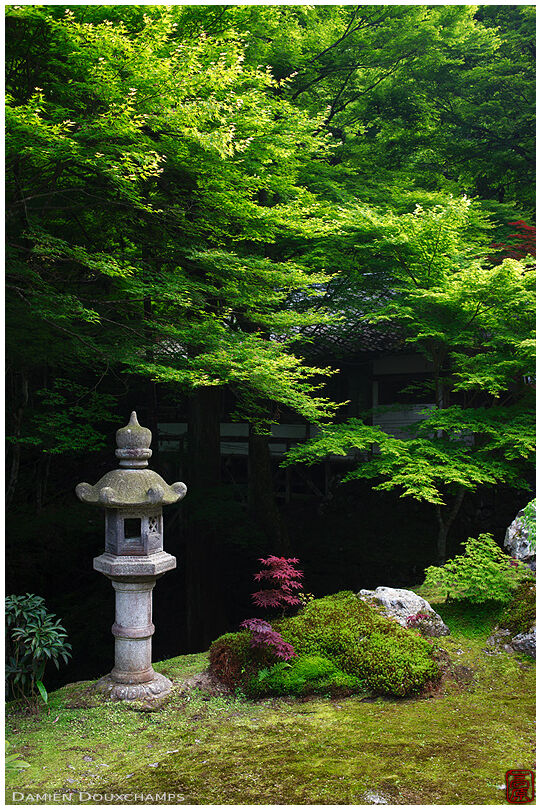 Stone lantern and new maple leaves season (shinryoku) in Amidaji temple, Kyoto, Japan