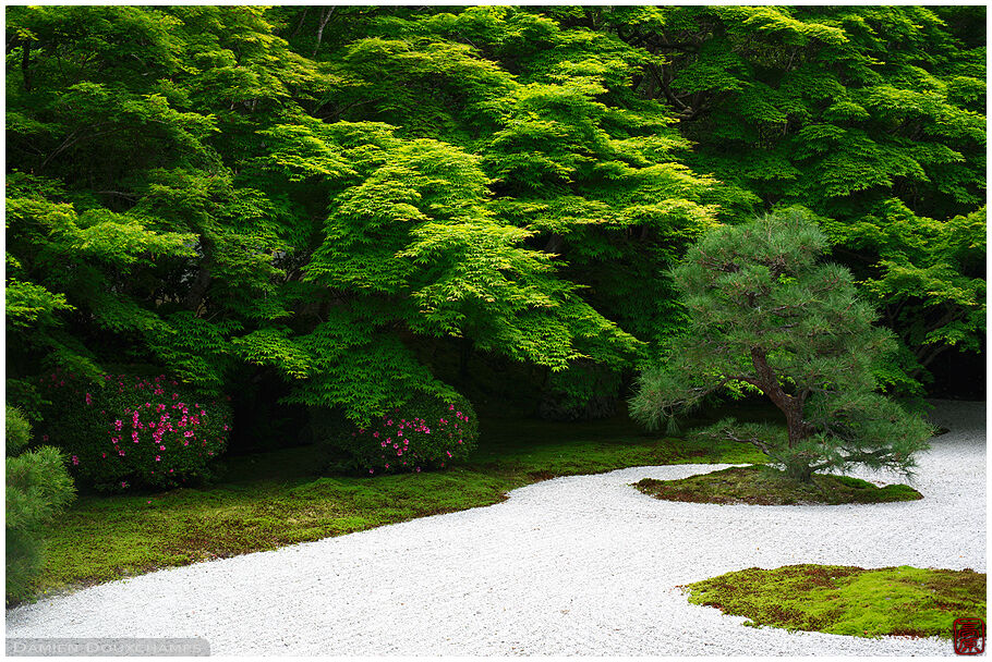 First satsuki rhododendron flowers peeking under the lush green maple canopy, Tenju-an temple, Kyoto, Japan