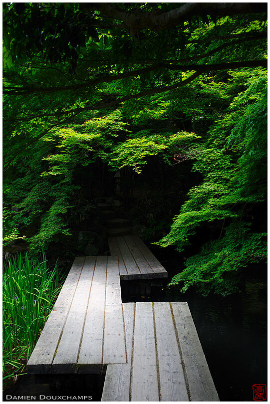 Uniquely shaped wooden bridge amidst lush green maple trees in the garden of Tenju-an temple, Kyoto, Japan