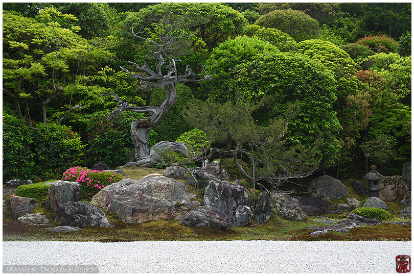 Small touch of pink color at the foot of a tortuous tree in the zen garden of Konchi-in temple, Kyoto, Japan