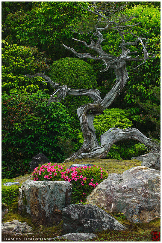Old tortuous tree and pink azalea in Konchi-in temple gardens, Kyoto, Japan