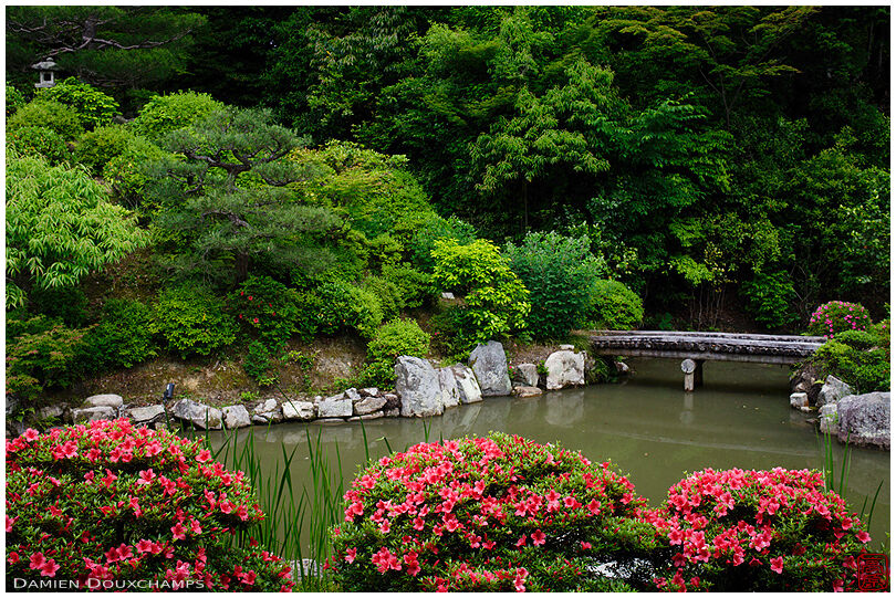 Satsuki blooming around the pond garden of Chishaku-in temple, Kyoto, Japan
