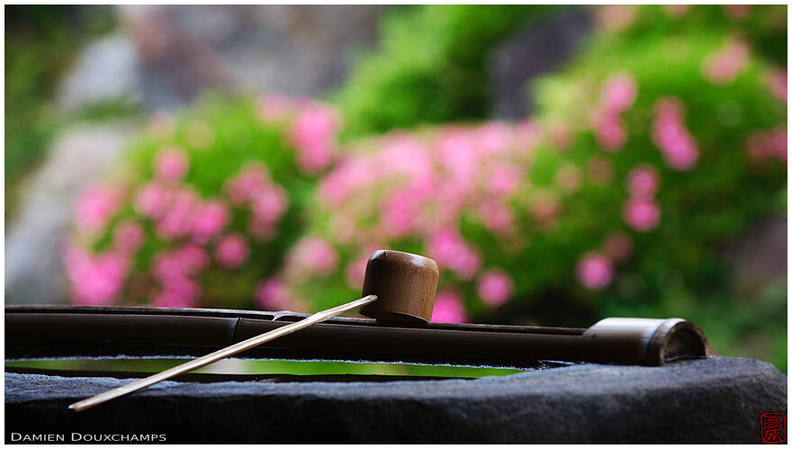 Ladle on tsukubai water basin during peak azalea blooming season, Chishaku-in temple, Kyoto, Japan