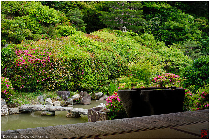 Early azalea season in the pond garden of Chishaku-in temple, Kyoto, Japan