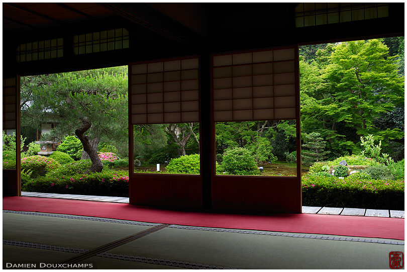 Satsuki azalea providing touches of pink in the lush green garden of Unryu-in temple, Kyoto, Japan