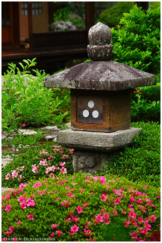 Satsuki azalea blooming around cute stone lantern in the garden of Unryuu-in temple, Kyoto, Japan