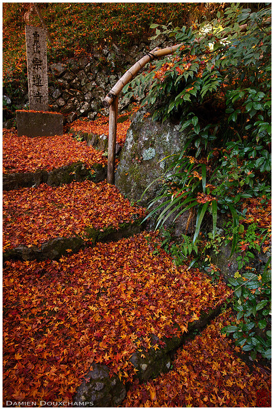 Stairs covered with fallen maple leaves at the entrance of Sōren-ji temple in the northern hills of Kyoto, Japan