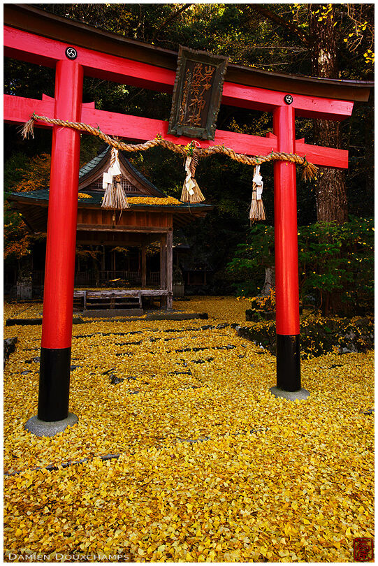 Red torii over a carpet of fallen gingko leaves in Ochiba-jinja shrine, Kyoto, Japan