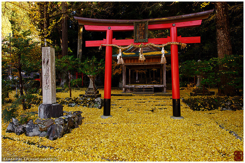 The red torii gate and the yellow carpet of fallen gingko leaves at the Iwato Ochiba shrine in the mountains of Kyoto, Japan