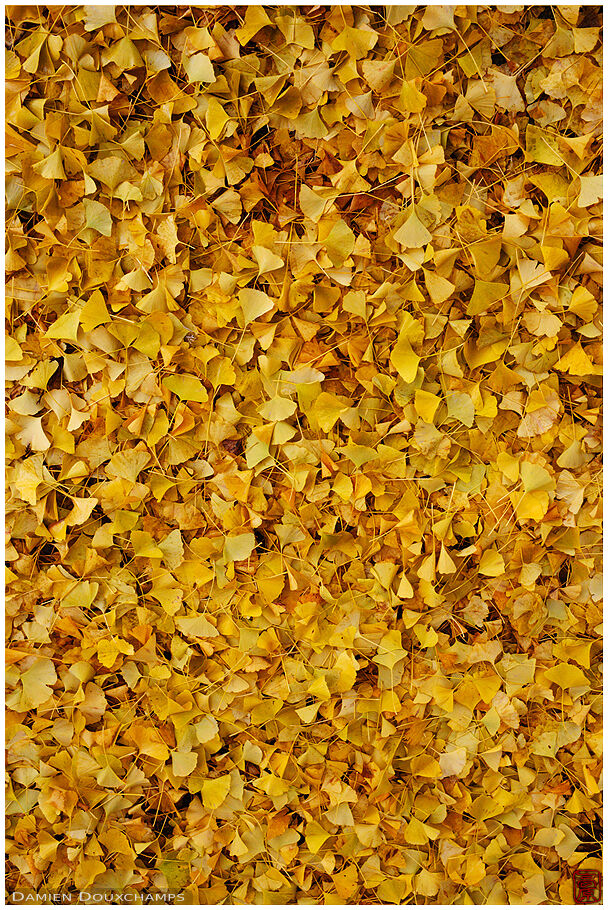 Pure yellow ginkgo leaves carpet, Iwato-ochiba shrine, Kyoto, Japan