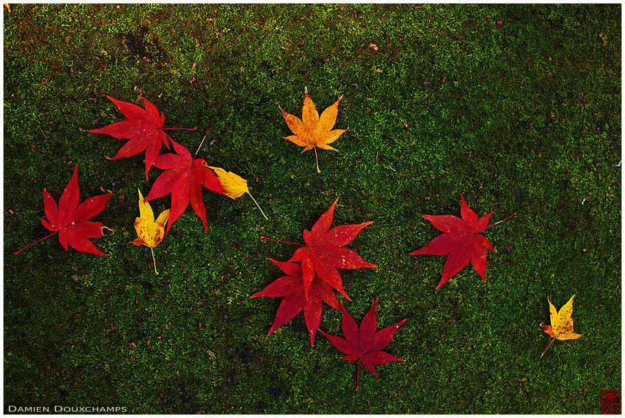 Kyoto Photography