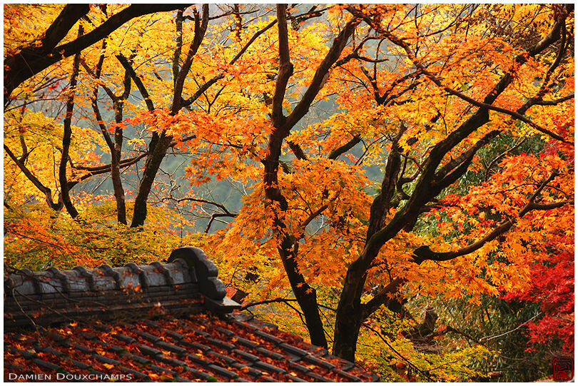 Golden autumn foliage, Ohara valley, Kyoto, Japan