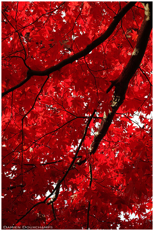 Pure red autumn leaves, Shugakuin imperial villa, Kyoto, Japan