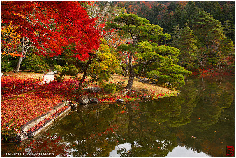 Carpet of red autumn leaves along the shores of Shugakuin imperial villa pond, Kyoto, Japan
