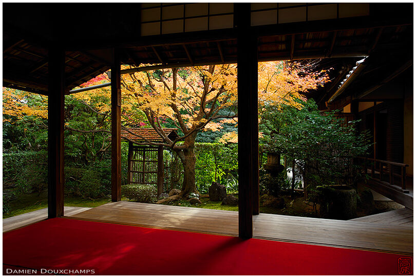 Yellow maple tree near the small garden gate of Keishun-in temple, Kyoto, Japan