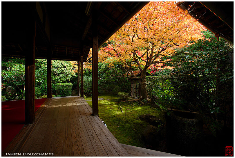 A bright yellow maple tree during autumn in Keishun-in temple, Kyoto, Japan