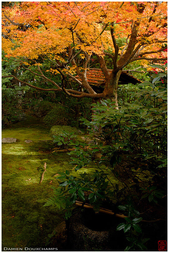 Tsukubai water basing waiting in the dark amidst yellow autumn colors, Keishun-in temple, Kyoto, Japan