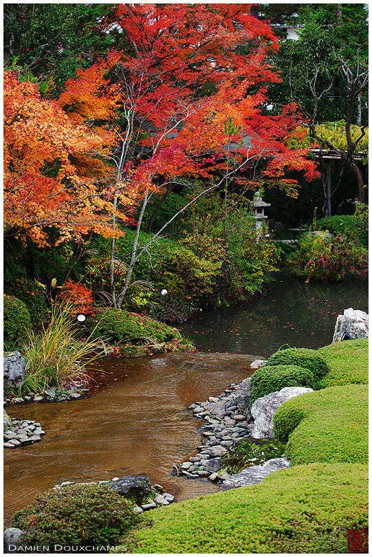 Small river bordered by bright red autumn foliage in Taizo-in temple garden, Kyoto, Japan