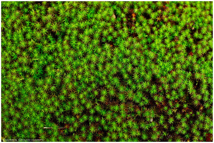 Moss detail, Tokuun-in temple, Kyoto, Japan