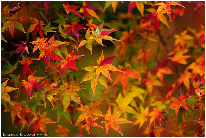 Autumn leaves, Daiho-in temple, Kyoto, Japan