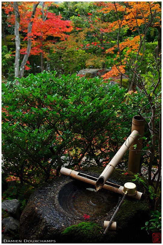 Tsukubai water basin in autumn, Daihō-in temple, Kyoto, Japan